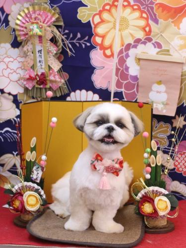 20240128みたらしちゃん